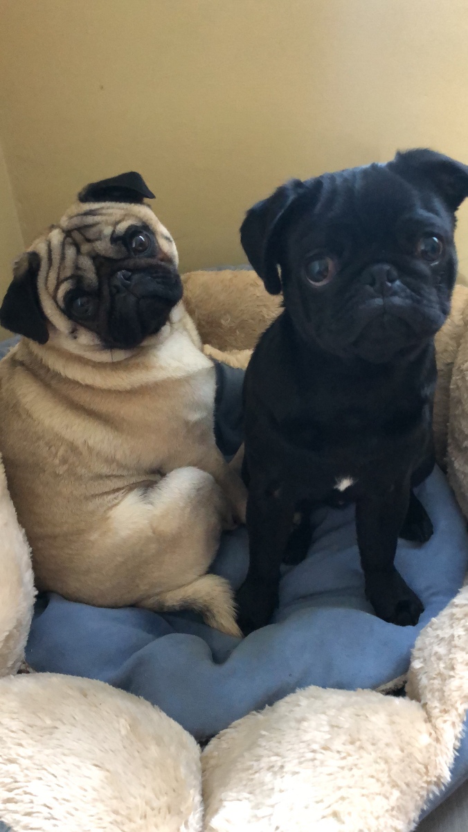 Our pugs: Weezy & Guido